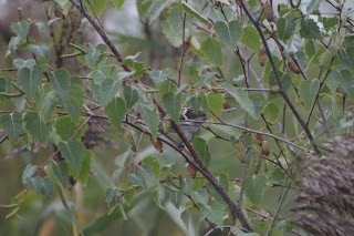 Mealy Redpoll