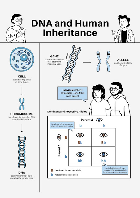 DNA and Human Inheritance