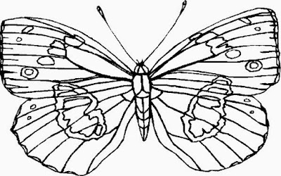 contoh gambar kupu kupu untuk mewarnai