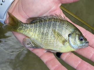 Bluegill, Bluegill Sunfish, Bluegill Sunfish on the Fly, Sunfish, Sunfish on the Fly, Sunfish of Texas, San Gabriel River, Georgetown, Texas, Fly Fishing, Fly Fishing Texas, Texas Fly Fishing, Texas Freshwater Fly Fishing, Fly Fishing the San Gabriel River