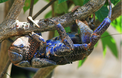 Coconut Crab, Robber Crab, Palm Theif.