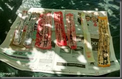Image 65 - emulsioned and painted strips drying