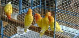 Daftar Harga Lovebird Albino Mata Hitam November 2013