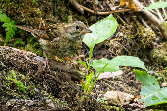 北海道で出会った野鳥　水場にやって来たクロジのメス