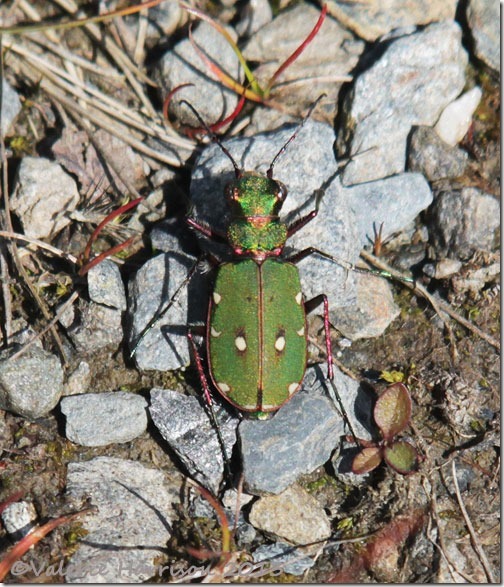 18-green-tiger-beetle