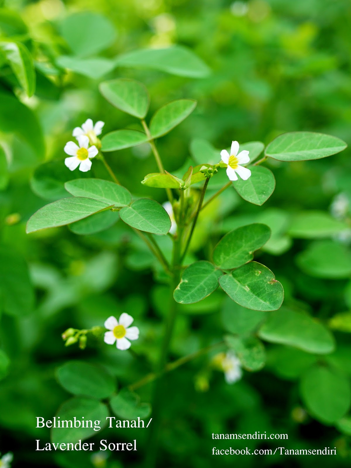 TanamSendiri.com -- Grow Your Own: Herba Yang Tumbuh 