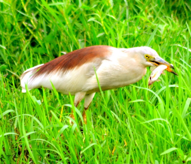 Indian pond heron- ہندی تالابی ہیرن