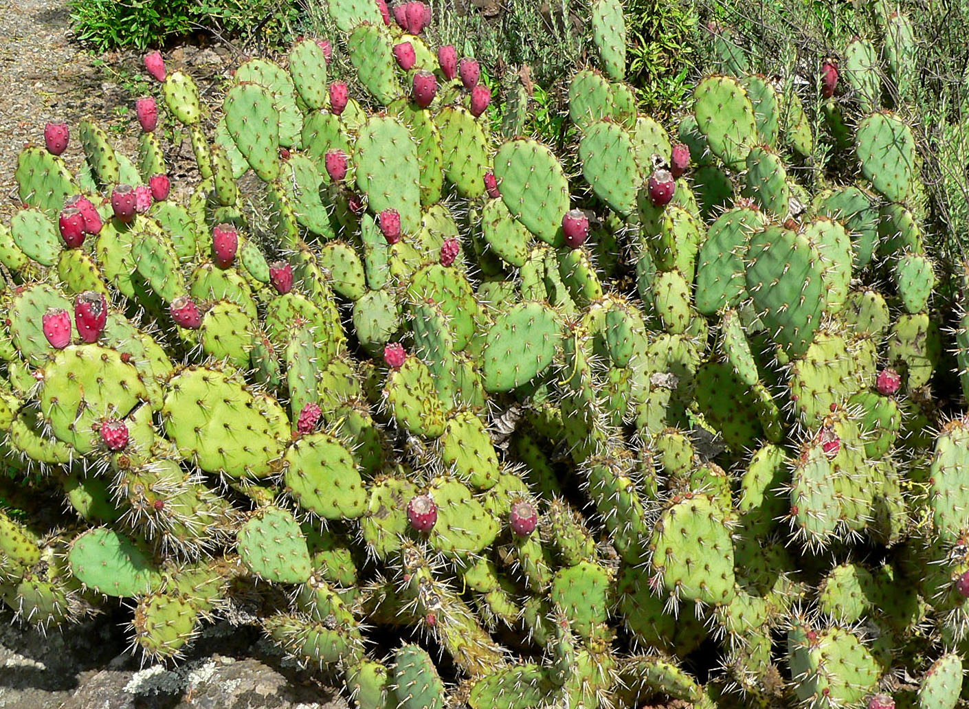 Tahukah Anda Bahwa Buah Kaktus  Dapat Di Konsumsi sragen