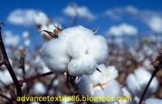 Organic Cotton