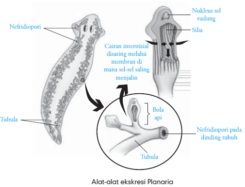 Sistem Ekskresi  Pada Hewan Invertebrata Vertebrata 