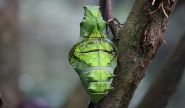 Metamorfosis Kupu  Kupu  Metamorphosis of Butterflies 