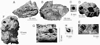 http://sciencythoughts.blogspot.co.uk/2014/06/gastropod-predation-on-barnacles-in.html