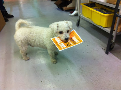 Nite, Bichon Frise Dog, Wood Street Indoor Market