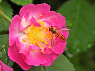 Marmalade Hover Fly in Wangling Park