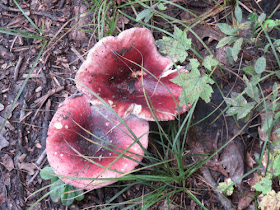 russula mushroom