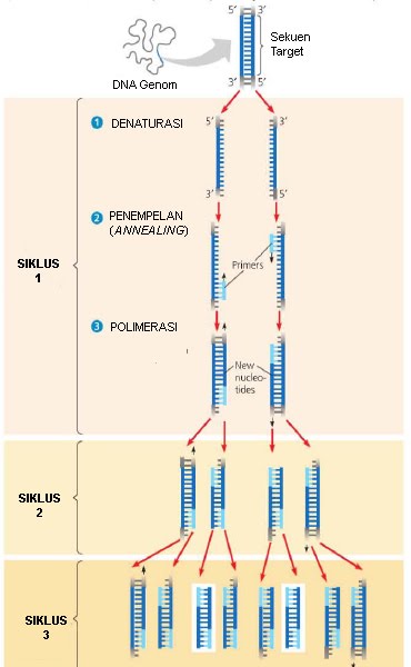 Pengertian dan Prinsip Kerja Polymerase Chain Reaction 