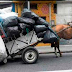 Carretas y carruajes halados por caballos quedarán prohibidos en
Colombia