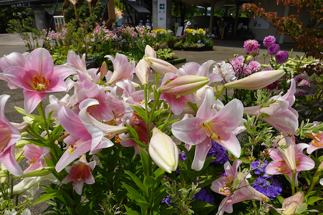 鳥取県西伯郡南部町鶴田 とっとり花回廊 エントランス展示