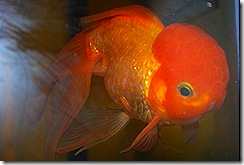 Gold fish 2010