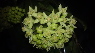 hoya-hypolasia