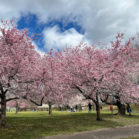 Branch Brook Park, New Jersey, nature, cherry blossom trees, Sakura, blah to TADA, photo by Claire Mercado-Obias