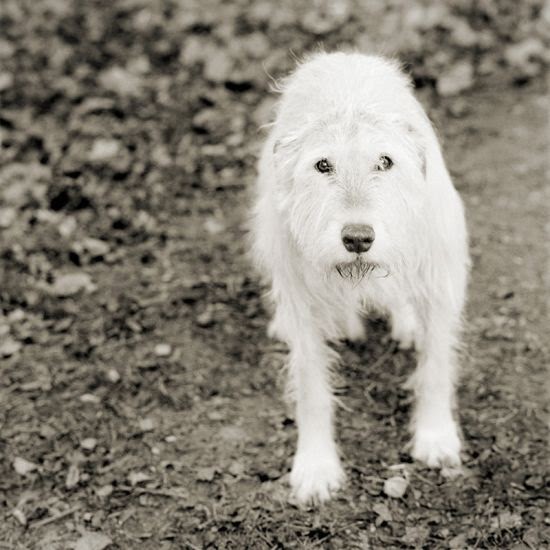 Isa Leshko photography black and white elderly animals melancholic