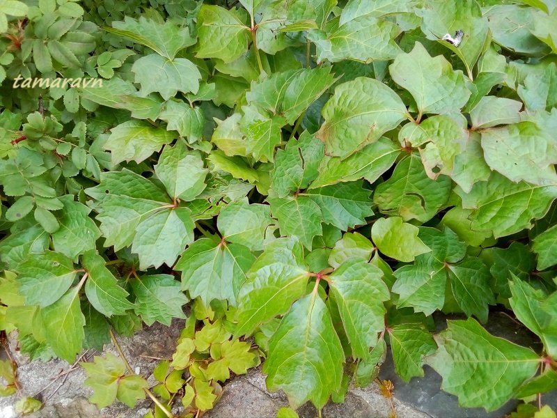 Девичий виноград триострённый (Parthenocissus tricuspidata)