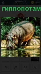 Под солнечными лучами в знойное лето гиппопотам вышел к водоему напиться воды