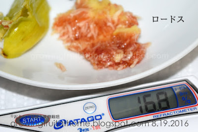 イチジクのロードスの糖度を測定