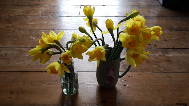 Project 366 2016 day 57 - Daffodils // 76sunflowers