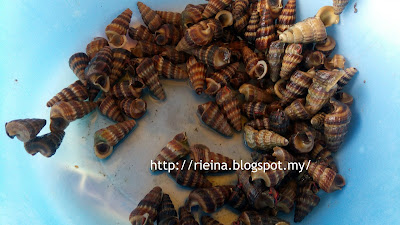 Resipi Siput Masak Lemak CiliApi