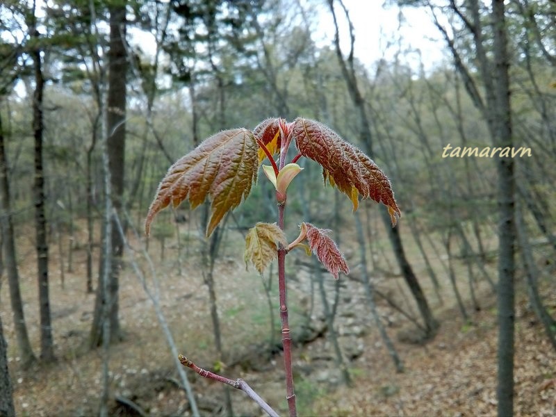 Клён бородатый / Клён бородчатонервный (Acer barbinerve)