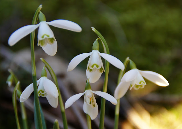 Galanthus nivalis