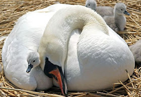baby swan and mommy, funny animal pictures of the week