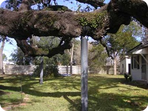 big-tree-branch-held-up