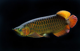 Arowana Care - How to Choose the Best Arowana