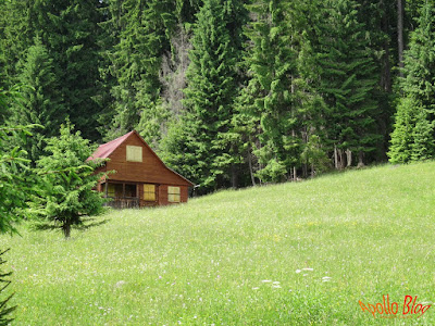 Cabana de lemn in padure