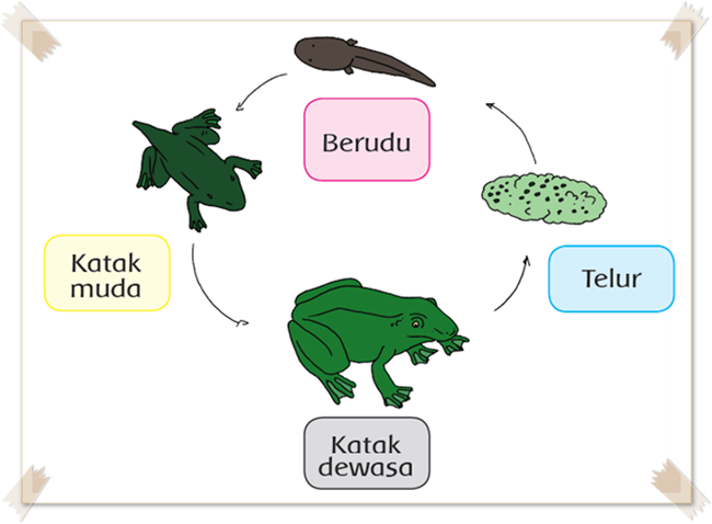 Pembelajaran 5 Subtema 3 Pertumbuhan Hewan  Mikirbae com