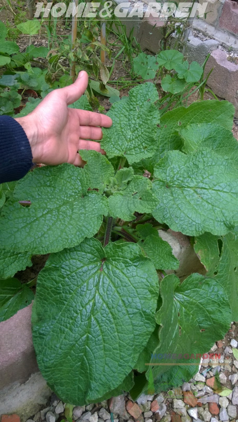 The leaves of borage are robust and have medicinal properties