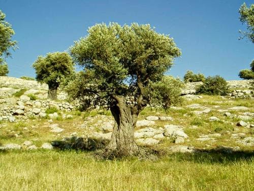 Now It Olive Tree Symbolism