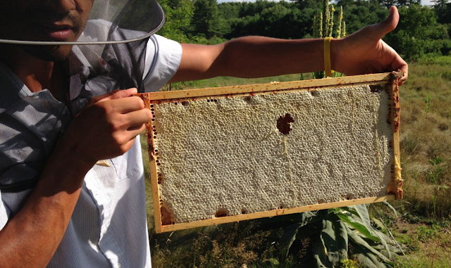 Οι παλιοί μελισσοκόμοι έλεγαν ότι για να βγει πολύ μέλι πρέπει να υπάρχουν τρία πράγματα...