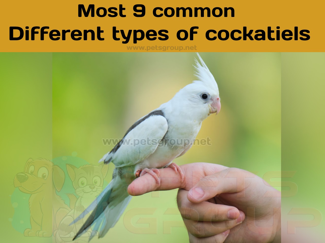 Different types of cockatiels