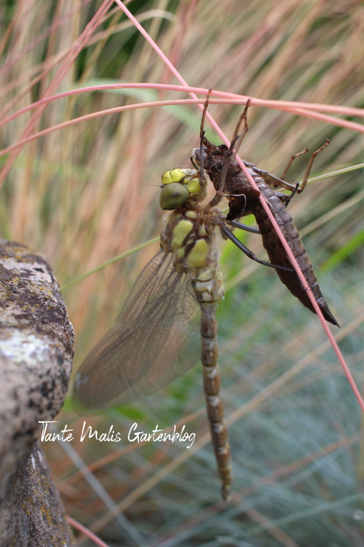 Libelle mit Larve