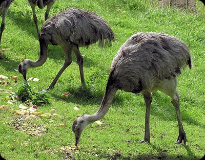 ñandù_Greater_rhea_pair_arp
