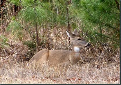 Deer @ McAlester 009