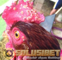 https://www.solusibet.com/sabung-ayam-online.htm