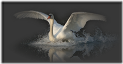 cisnes-buscoimagenes-10_thumb