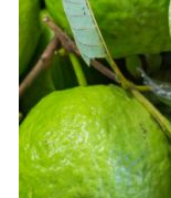 Guava fruit - Skin Hydration