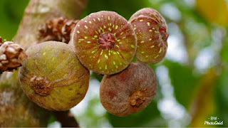 Berbuah Lebih Dari Rata-rata