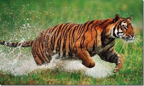 wild3
